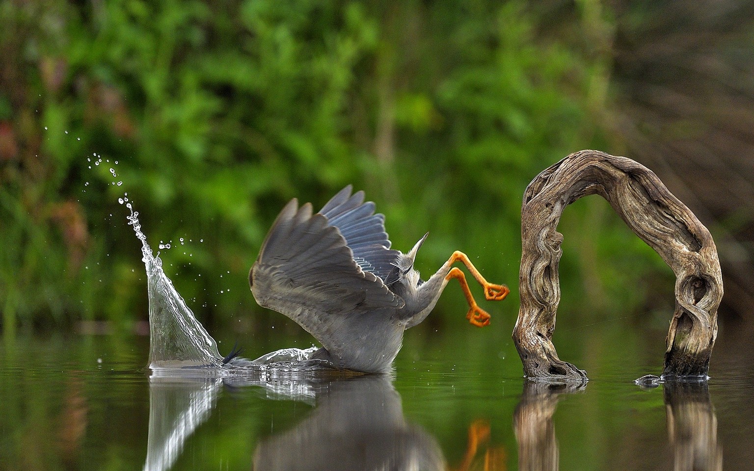 The Comedy Wildlife Photography Awards 2023
Vittorio Ricci
Genova
Italy

Title: Unexpected plunge
Description: An unusual and almost miserable end of a perfect moment, previously prepared, for a succe ...