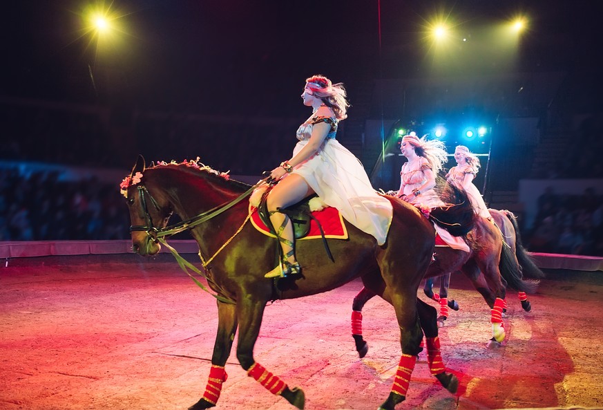 Pferdenummern im Zirkus seien für die Tiere eine unnatürliche Situation, die grossen Stress verursache, sagt SP-Gemeinderat Alan David Sangines.