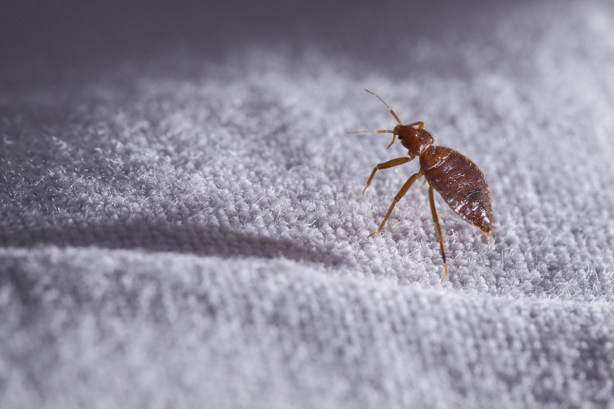 Bettwanze, Cimex lectularius.