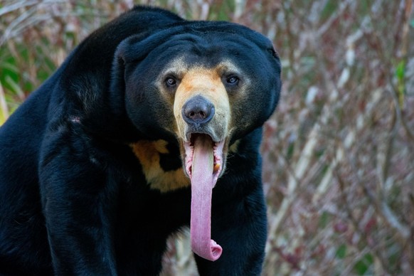 cute new tier bär

https://www.reddit.com/r/ShittyAnimalFacts/comments/1hgmtxm/sun_bears_are_the_smallest_most_arboreal_least/