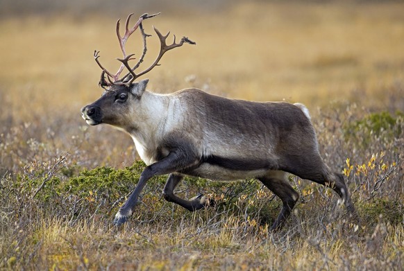 Rentier Rangifer tarandus, erwachsenes Tier auf der Tundra mit blutigem Geweih, das im Herbst Samt abwirft, Herbst, Lappland, Schweden, Europa Reindeer Rangifer tarandus, adult running on the tundra w ...