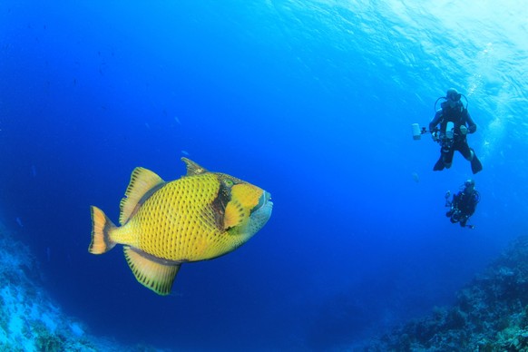 Picassofish / underwater photograph, dive site - Ras Bob, Egypt, depth - 15m
triggerfish