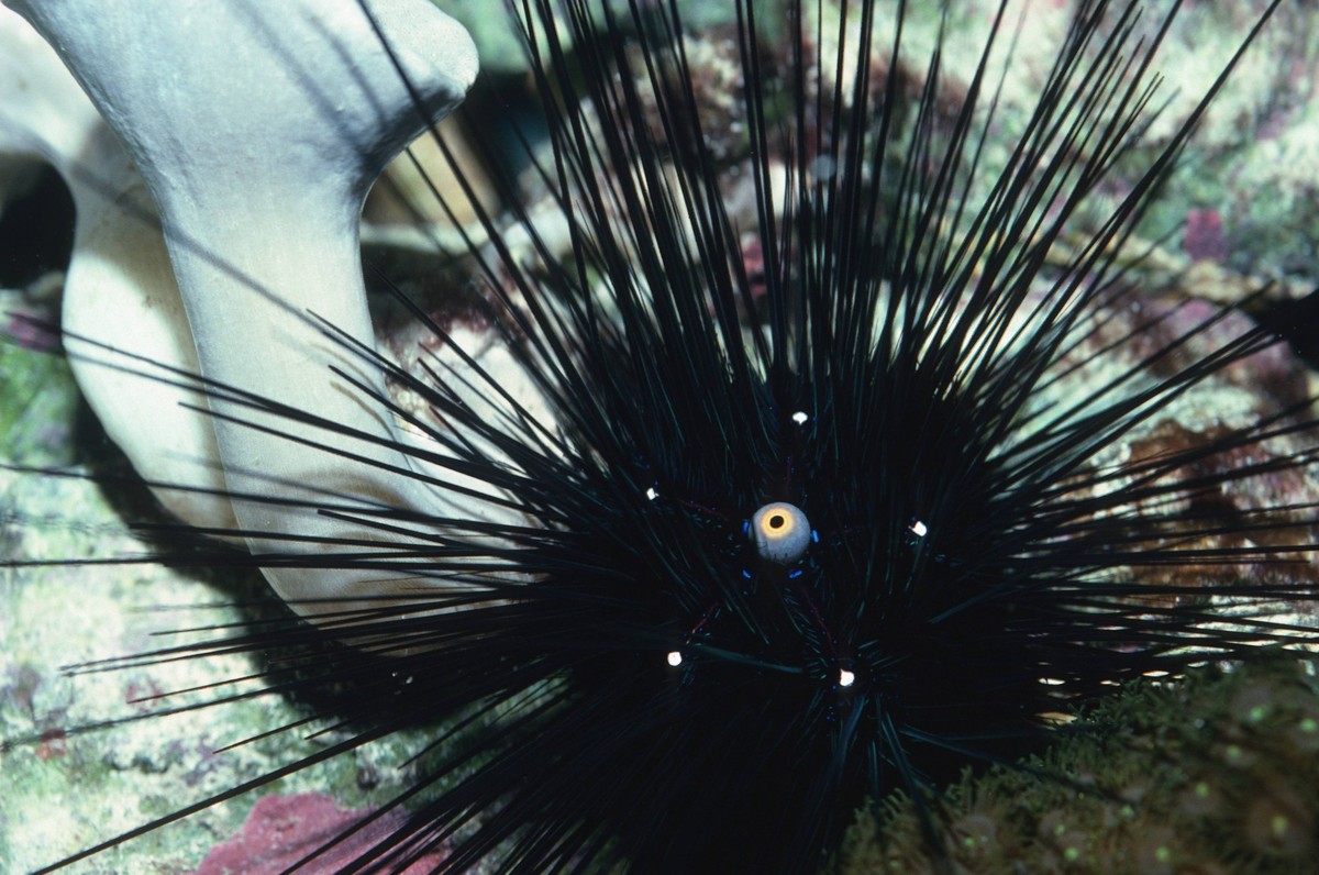 Bildnummer: 58540624 Datum: 28.05.2010 Copyright: imago/blickwinkel
Langstacheliger Diademseeigel (Diadema setosum), am Meeresboden hatpin urchin, longspined sea urchin (Diadema setosum), on sea groun ...