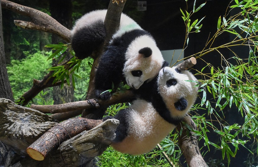 In this photo provided by Tokyo Zoological Park Society, Japanese-born twin pandas Xiao Xiao, top, and Lei Lei, bottom, are seen together at Ueno Zoo in Tokyo, Wednesday, Jan. 12, 2022. Twin panda cub ...