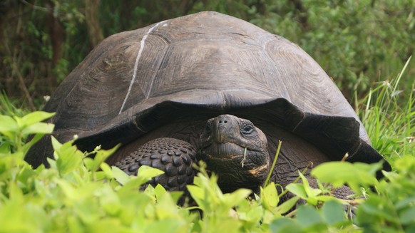 This Aug. 30, 2015 photo released by Galapagos National Park shows a new species of tortoise on Santa Cruz Island, Galapagos Islands, Ecuador. The national park said in a statement on Tuesday, Oct. 20 ...