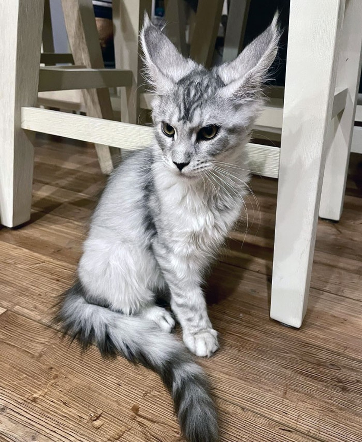 cute news tier mit grossen ohren

https://www.reddit.com/r/airplaneears/comments/17cwn4m/tiny_temmie_ready_for_takeoff/