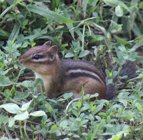 cute news animal tier hörnchen

https://imgur.com/t/animals/pHVOM5q