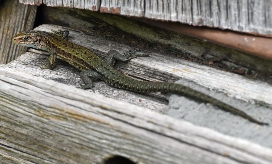 Forest lizard