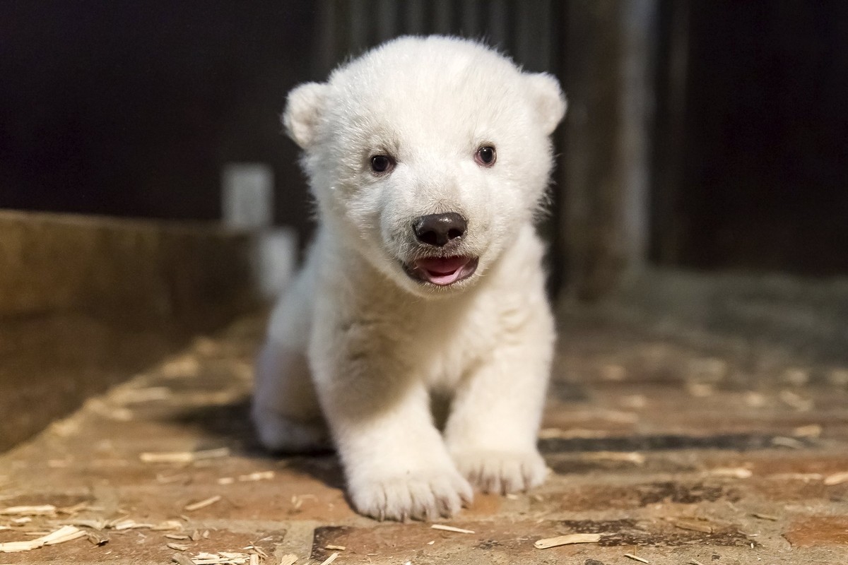 epa05833556 (FILE) - A file handout image made available on 13 January 2017 by Berlin's Tierpark Zoo shows the then unnamed polar bear cub during an inspection to determine its condition and sex, ...