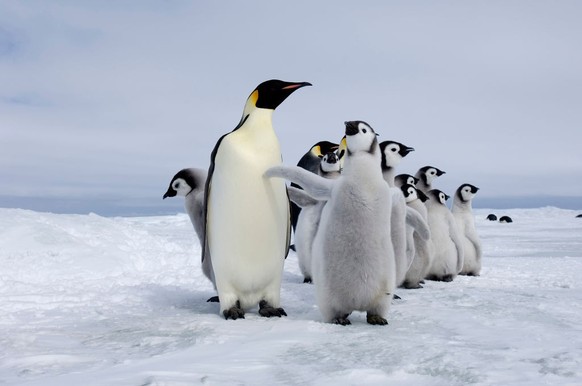 Emperor Penguin, Aptenodytes forsteri, adults and chicks at colony Snow Hill Island, Antarctica. (Photo by: David Tipling/Education Images/Universal Images Group via Getty Images)