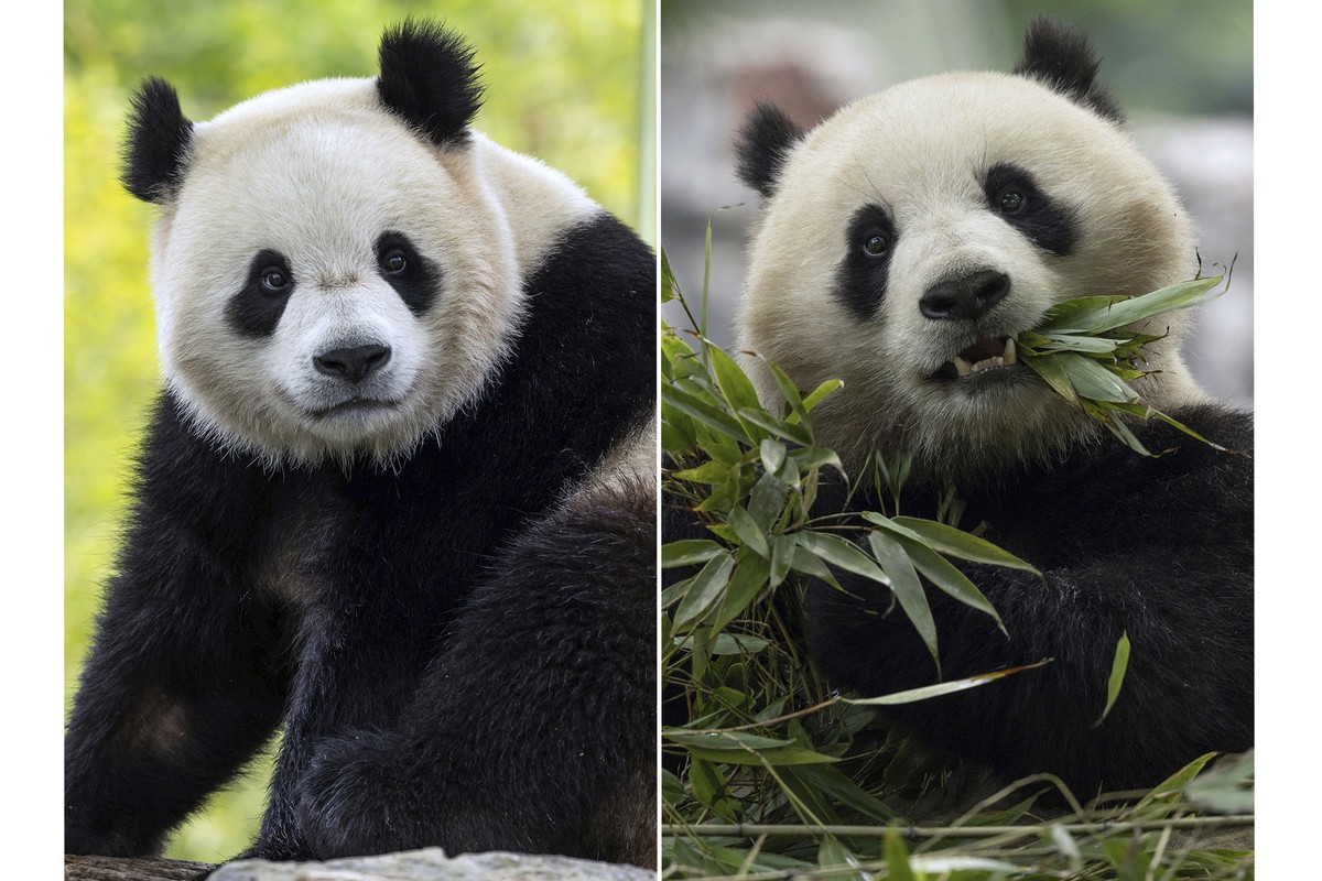 In this combo image, two-year-old male giant panda Bao Li in his habitat at Shenshuping Base in Wolong, China, May 16, 2024, left, and two-year-old female giant panda Qing Bao in her habitat at Dujian ...