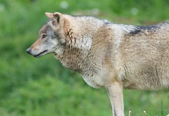 Wolf Graubünden Schweiz