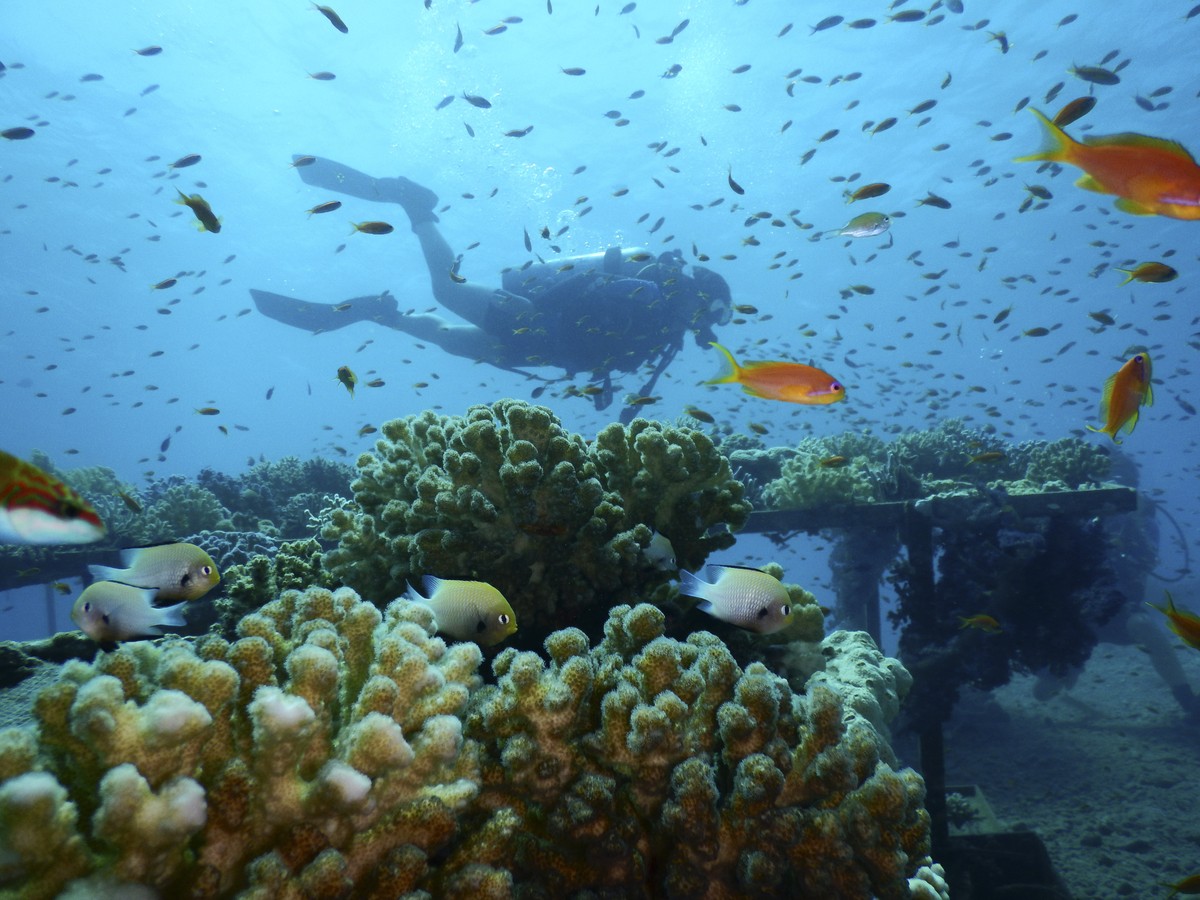 This Thursday, Jan. 17, 2019 photo, provided by the Interuniversity Institute for Marine Sciences, IUI, shows corals at the institute's coral farm in the Red Sea city of Eilat, southern Israel. A ...