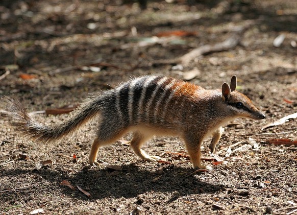 cute news tier numbat

https://creativecommons.org/licenses/by/3.0/