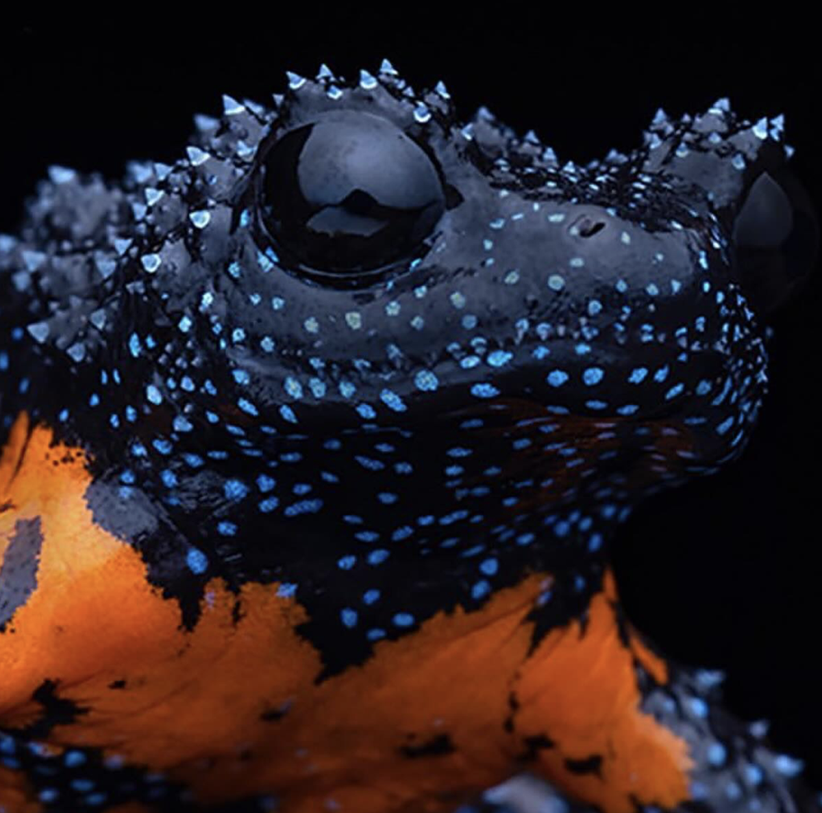 Engmaulfrosch / Galaxy Frog / Melanobatrachus indicus