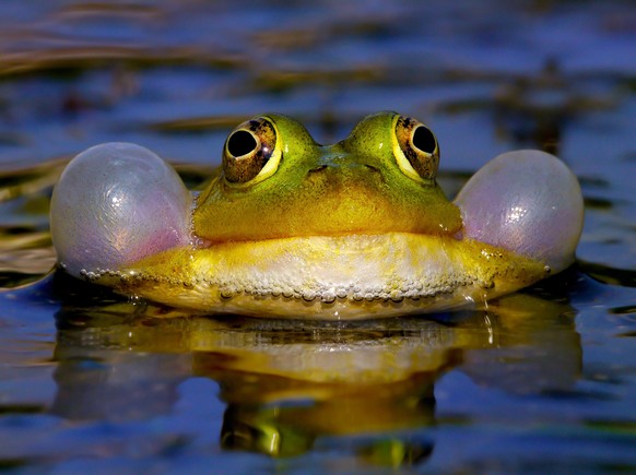 Frosch