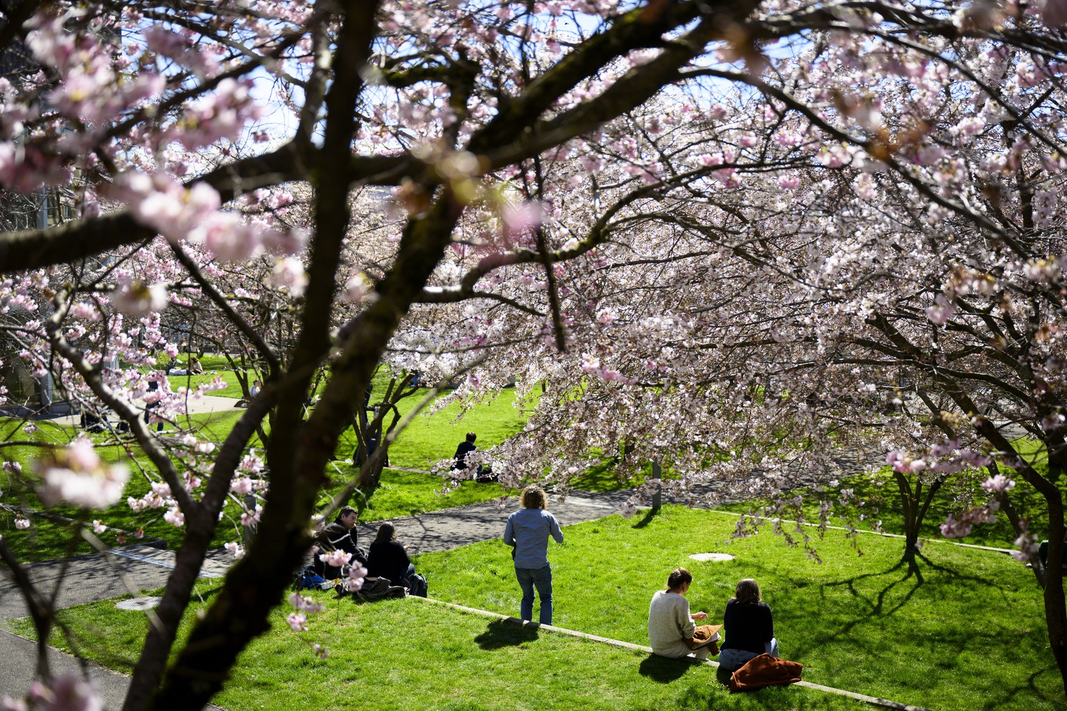 epa11220055 People take a lunch break and enjoy the sunshine of a warm spring day under flowering cherry trees and enjoy the sunshine of a spring day at the Mon Repos Park, in Lausanne, Switzerland, 1 ...