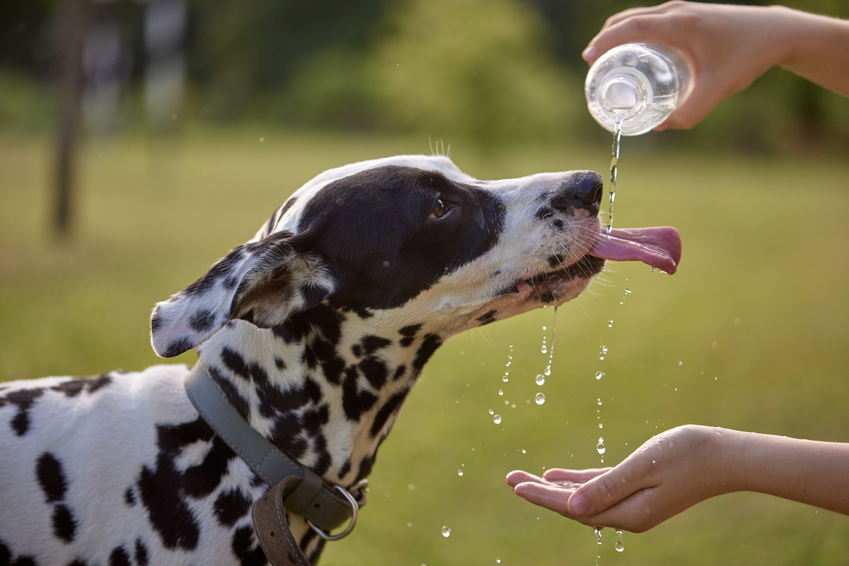 Da Hunde kaum schwitzen und sich primär durch Hecheln abkühlen, benötigen sie bei Hitze deutlich mehr Flüssigkeit.