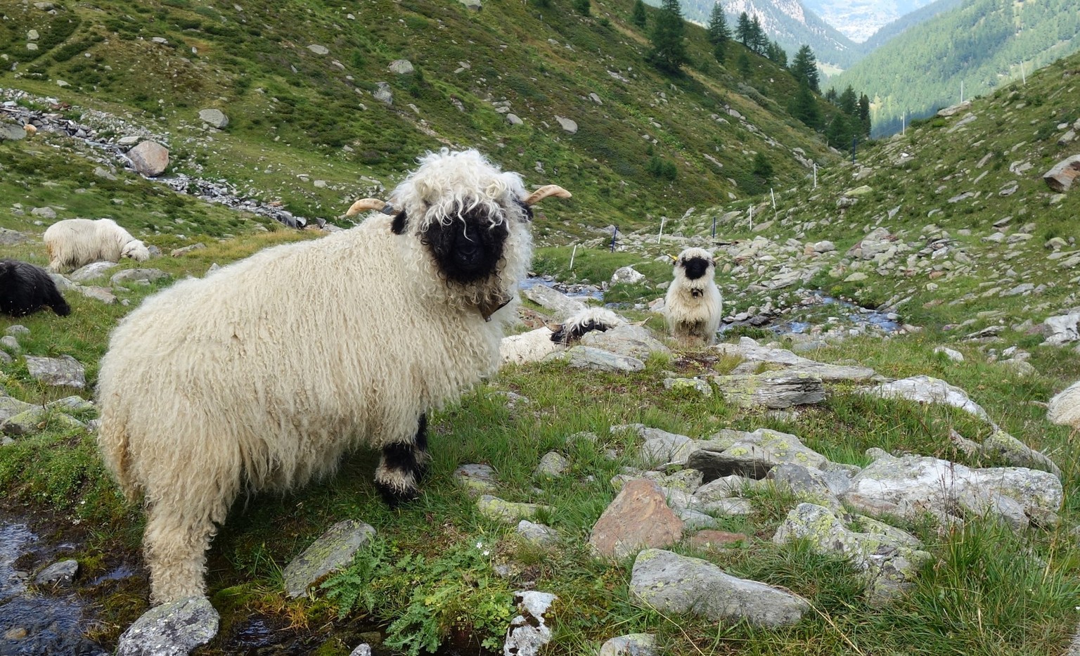 Reportage von der Alpe Nanztal im Kanton Wallis. Schäfer Oliver Gottsporn zeigt seine Schwarznasenschafe und erzählt, warum der Wolf ihm das Leben schwer macht.