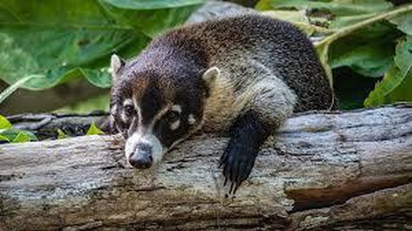 cute news animal tier weissrüssel-nasenbär


https://www.reddit.com/r/Awwducational/comments/u24ehy/meet_the_coati_this_dude_is_a_member_of_the/