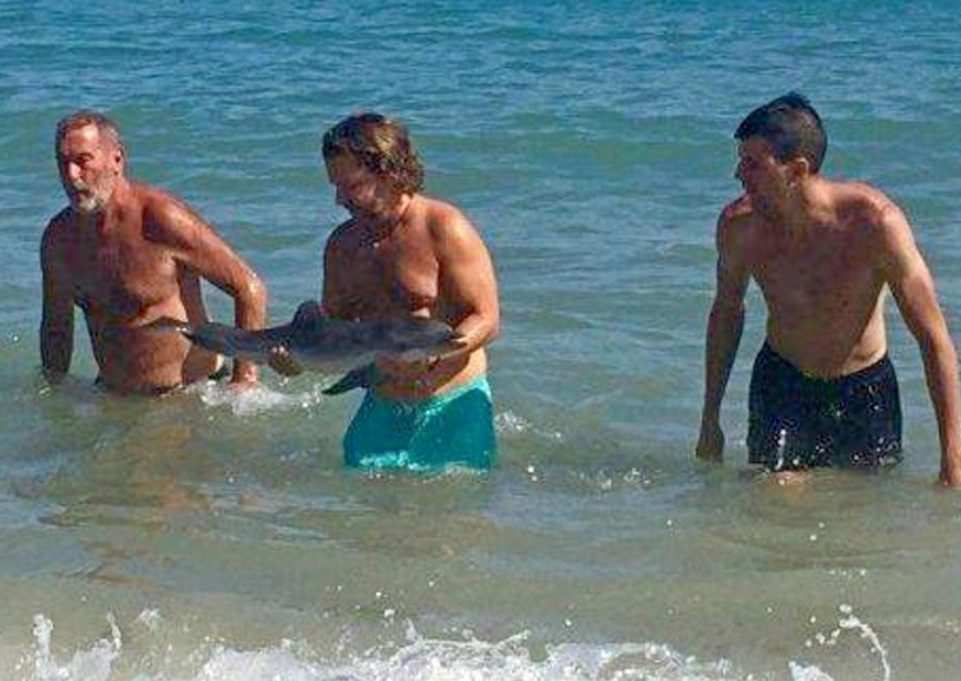 Badegäste reichen den Delfin an einem Strand in Südspanien herum.&nbsp;