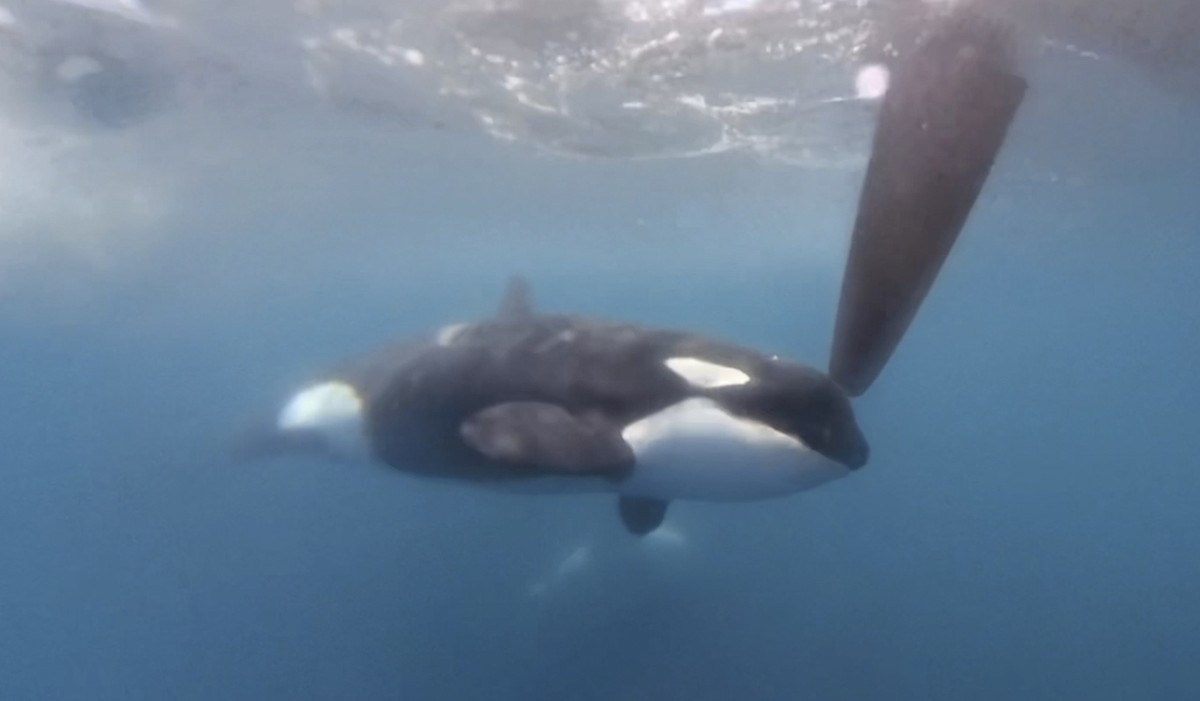 In a image from video provided by The Ocean Race, an orca moves along a rudder of the Team JAJO entry in The Ocean Race on Thursday, June 22, 2023, as the boat approached the Strait of Gibraltar. A po ...