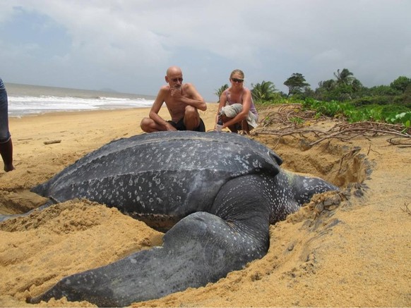 Riesen Schildkröte