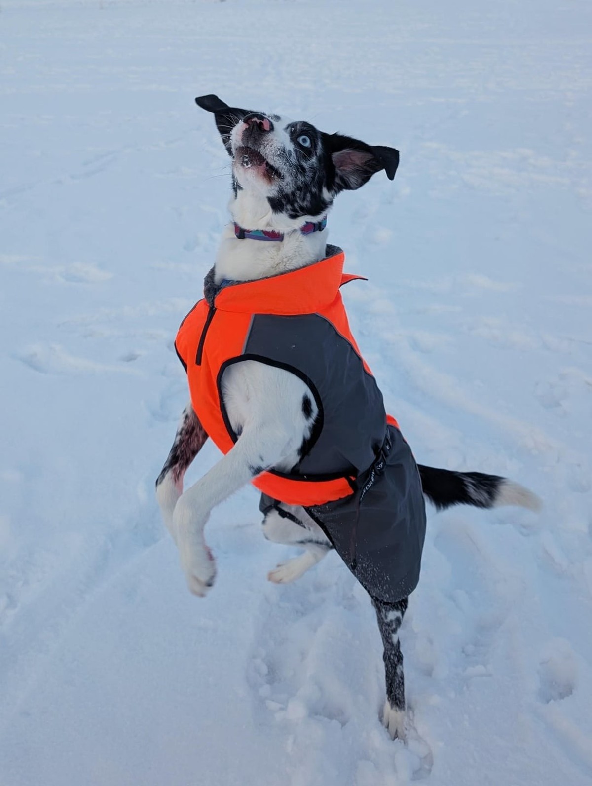 cute news tier hund

https://www.reddit.com/r/aww/comments/1q594zr/i_tried_to_get_a_nice_normal_picture_of_ahsoka/