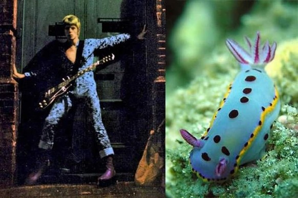David Boewi vs Nackschneckee