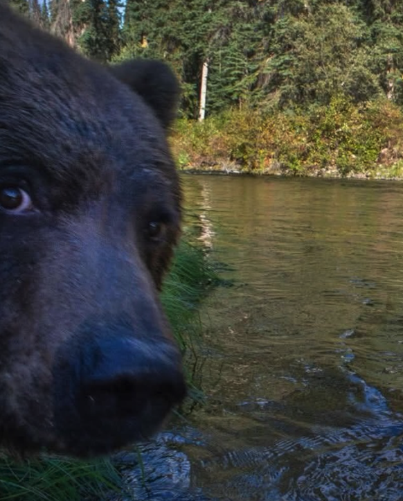 Bär