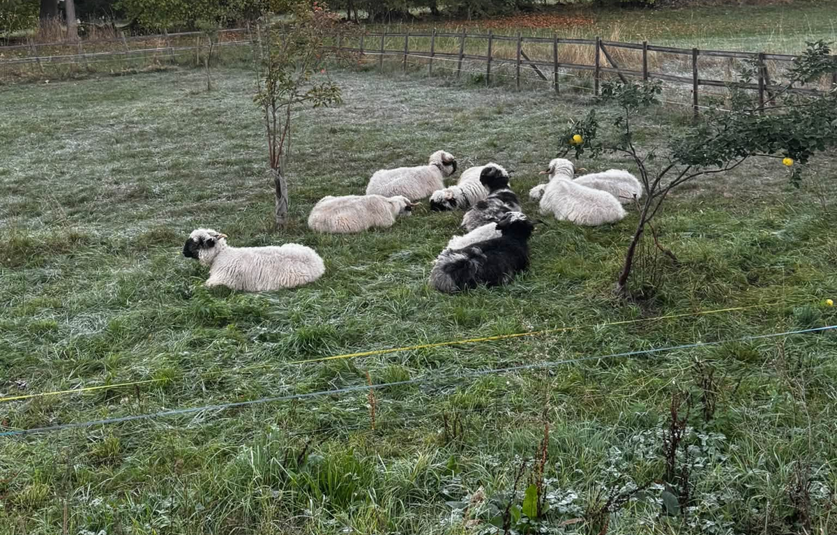Moutons attaqués à La Chaux-de-Fonds: les propriétaires des chiens se manifestent