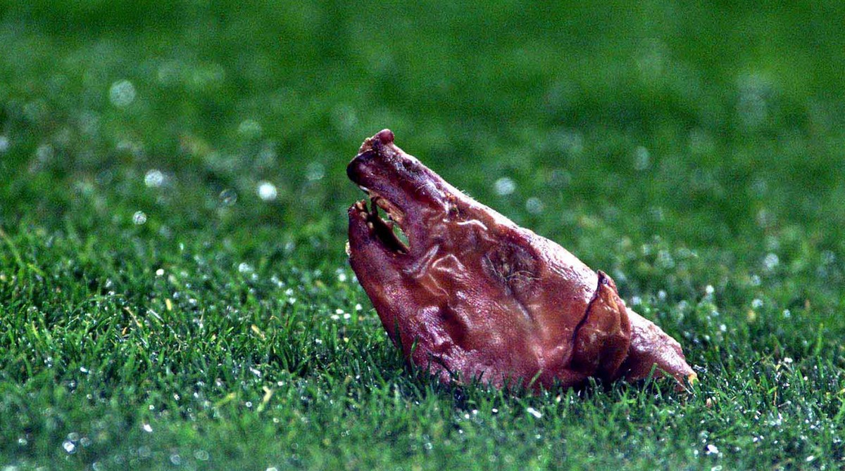 A pigs head is seen on the pitch after it was thrown at Real Madrid's Portugues player Luis Figo during a Spanish league match against Barcelona in Barcelona, Spain Saturday Nov. 23, 2002. Figo,  ...