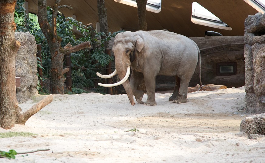 Elefant Maxi in der Indooranlage