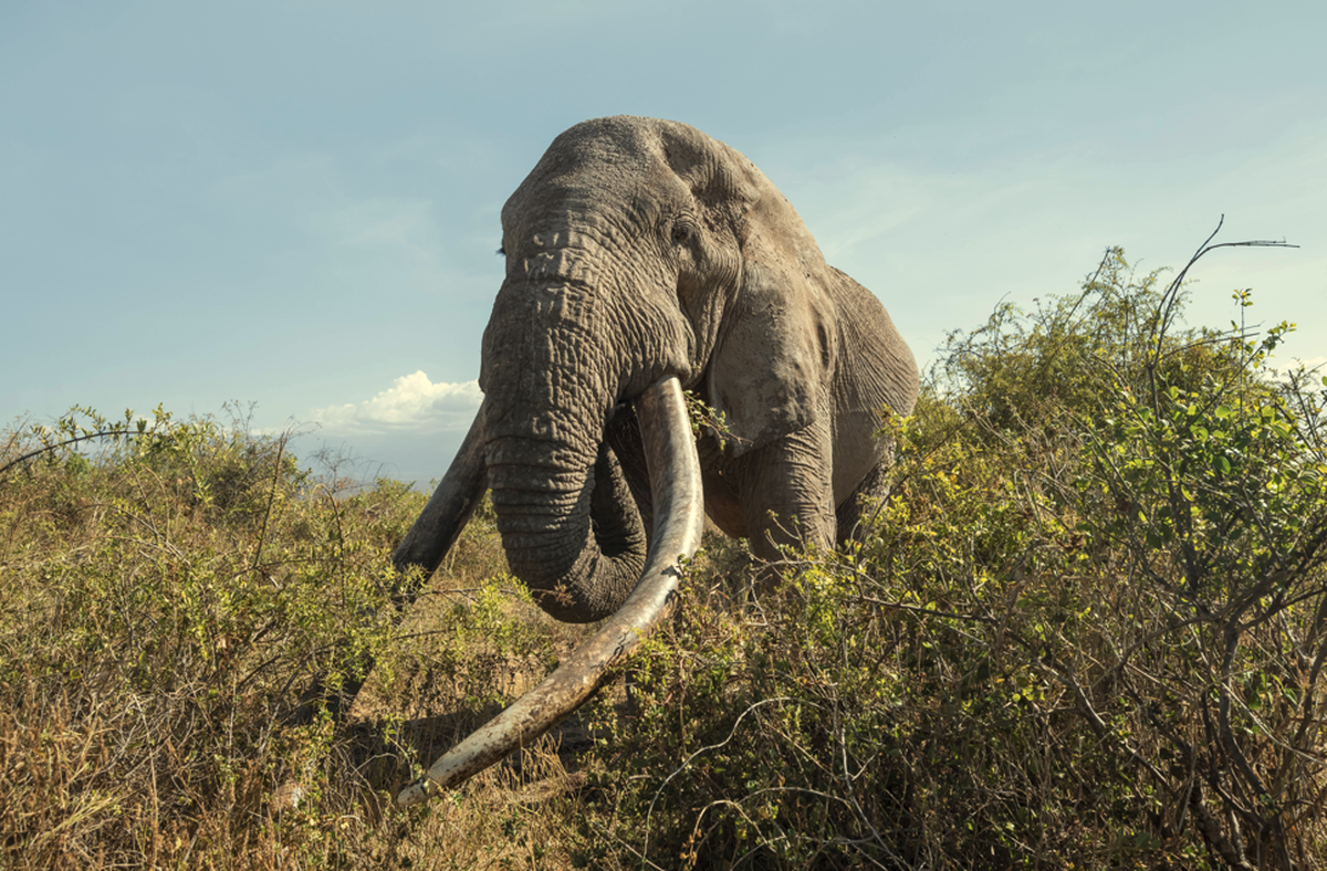 Craig Elephant Kenia