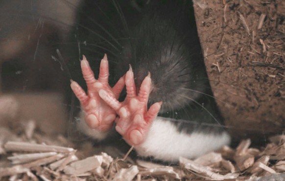 cute news tier ratte

https://www.reddit.com/r/RATS/comments/13pl44x/ray_hands/