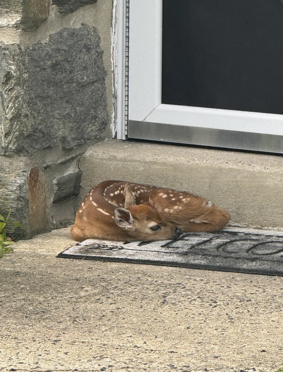 Cute News: Rehkitz