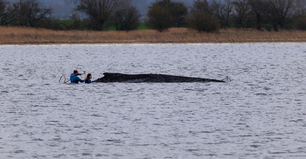 Buckelwal Timmy soll nach Tod zu Biodiesel verarbeitet werden
