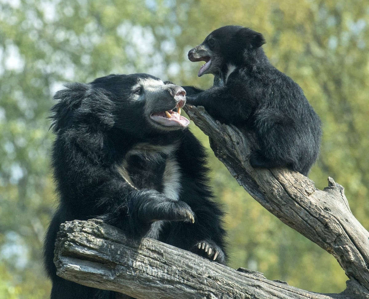 Berlin 27.04.17 Zoologischer Garten Berlin Lippenbaeren Nachwuchs Balou mit Mutter Kaveri auf der Aussenanlage Local Caption (

Berlin 27 04 17 Zoological Garden Berlin Lippenbaeren Offspring Balou wi ...