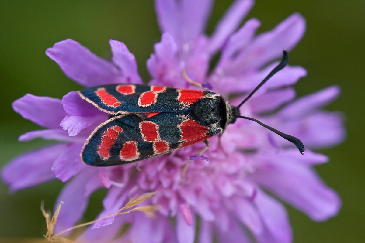 Esparsetten-Widderchen, Esparsettenwidderchen, Krainer Widderchen, Esparsetten-Rotwidderchen, Esparsettenrotwidderchen, Krainisches Widderchen Zygaena carniolica, Agrumenia carniolica, sitzt auf einer ...