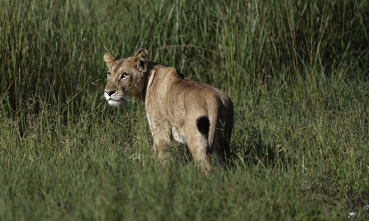 A lioness stalks for prey in the long grass, near the airstrip in Mikumi National Park, Tanzania Saturday, March 24, 2018. (AP Photo/Ben Curtis)