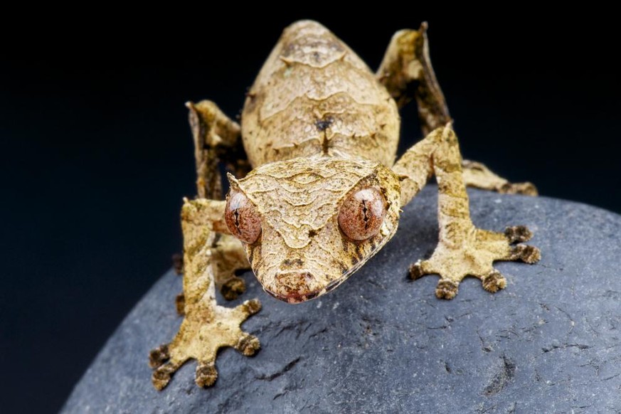 Gespenst-Plattschwanzgecko (Uroplatus phantasticus).