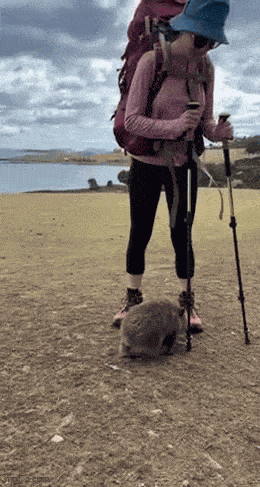 Animiertes GIF