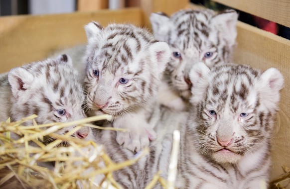 epa05928543 Four White Bengal tiger cubs are pictured at the White Zoo in Kernhof, lower Austria, 26 April 2017. The tiger babies were born on 22 March. The two male ones are called Falco and Toto, th ...