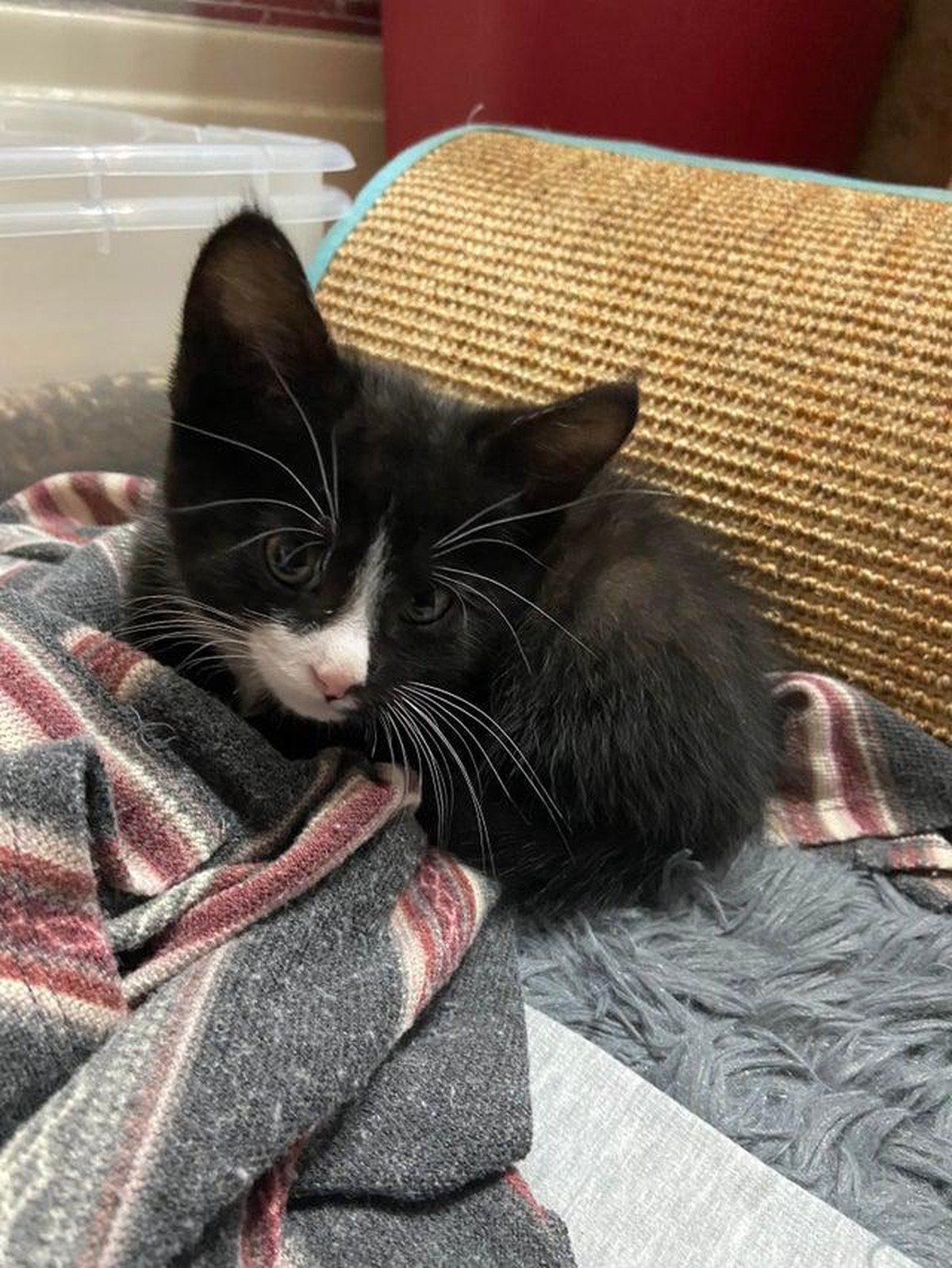 cute news cat katze

https://www.reddit.com/r/cats/comments/pyfwtx/meet_luna/