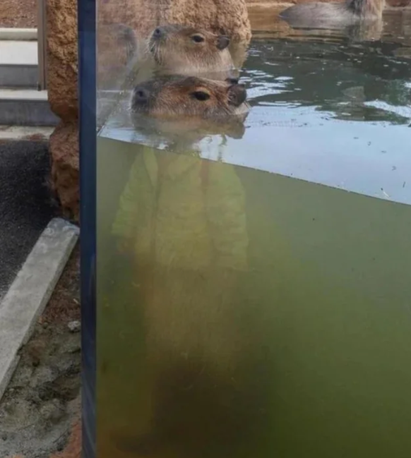 Optische Täuschung: Capybara mit Mäntelchen