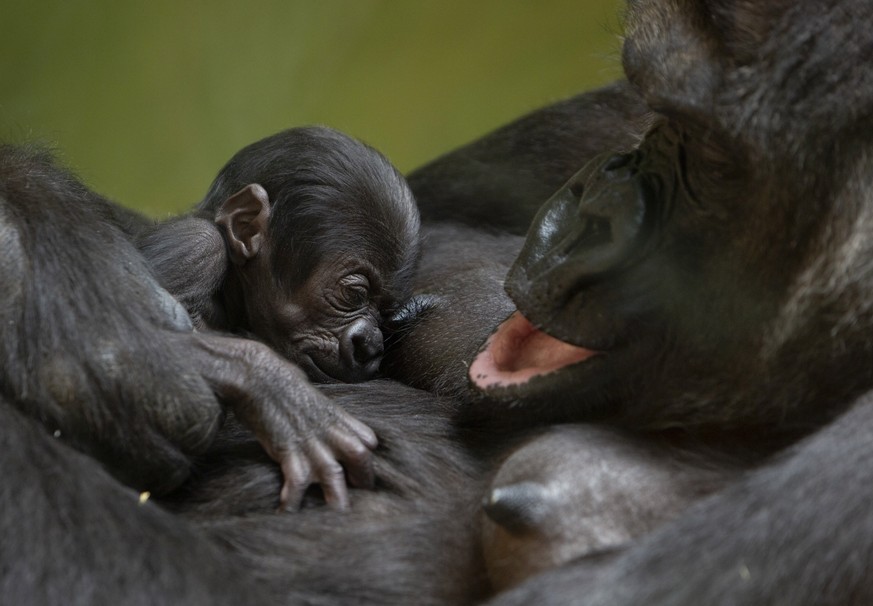 Western lowland gorilla Mambele, right, clutches her nine day old baby, yet unnamed, at the Antwerp Zoo in Antwerp, Belgium, Friday, July 3, 2020. (AP Photo/Virginia Mayo)