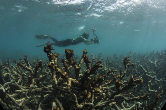 epa05351073 A handout picture made available by the XL Catlin Seaview Survey on 08 June 2016 shows the aftermath of the bleaching event at Lizard Island, on the Great Barrier Reef, off Queensland&#039 ...