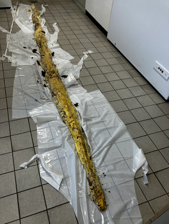Tiger python snake found in Berlin