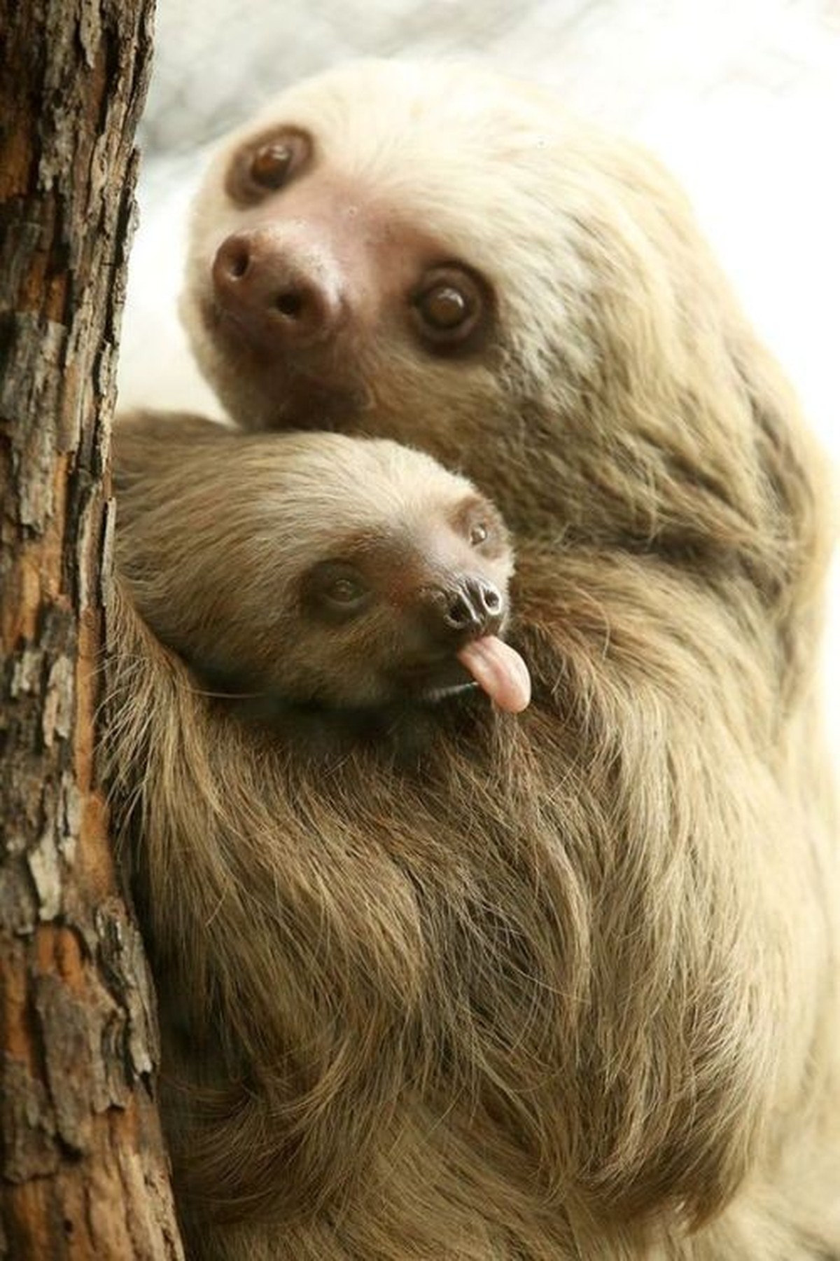 cute news tier sloth faultier

https://ch.pinterest.com/pin/1121888957175925516/