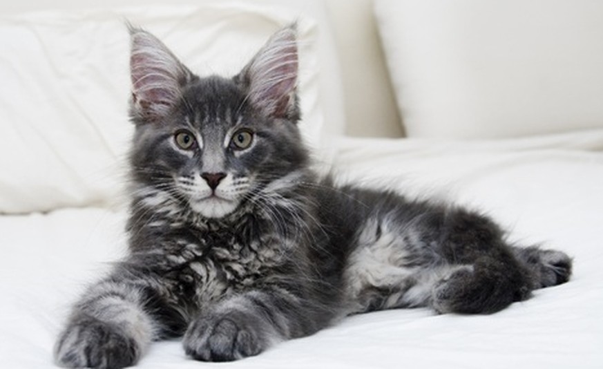 Nach Diesen 52 Main Coon Katzen Bist Du Büsisüchtig Watson